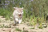 CHIEN FINNOIS DE LAPONIE 450